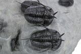 Impressive Cyphaspis Trilobite Cluster - Top Quality Preparation #359156-2